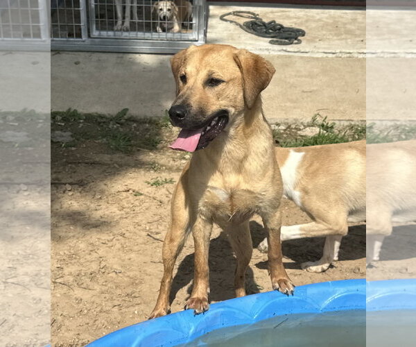 Medium Photo #2 Golden Labrador Puppy For Sale in Corning, AR, USA