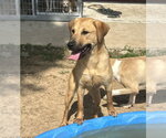 Small #1 Golden Labrador