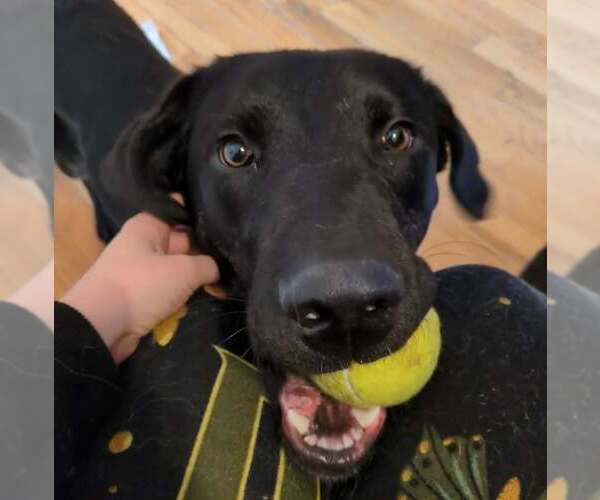 Medium Photo #6 Labrador Retriever-Unknown Mix Puppy For Sale in Sandy, UT, USA