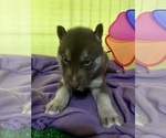 Small Photo #11 Siberian Husky Puppy For Sale in DEARBORN, MO, USA
