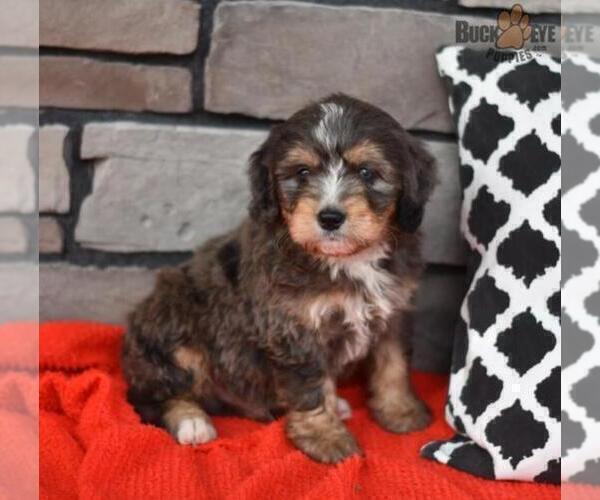 Medium Photo #1 Miniature Bernedoodle Puppy For Sale in MILLERSBURG, OH, USA