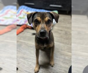Chase - Male Mutt Dog for Adoption - Photo #2