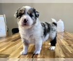 Small Photo #5 Australian Shepherd Puppy For Sale in UNION, MO, USA