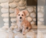 Small Photo #2 Mutt Puppy For Sale in Sandy, UT, USA