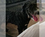 Small Poodle (Standard) Mix