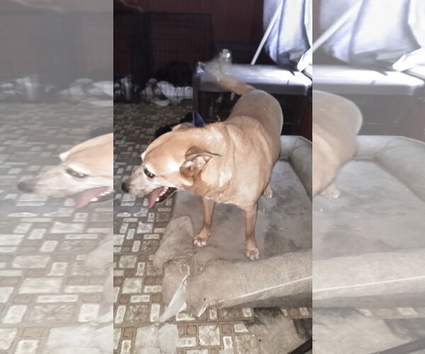 Medium Photo #7 German Pinscher-Thai Ridgeback Mix Puppy For Sale in Orange Grove, TX, USA