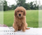 Small #3 Golden Retriever