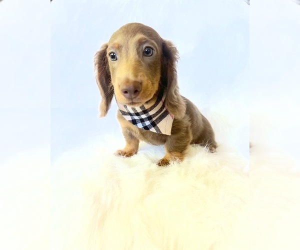 Medium Photo #10 Dachshund Puppy For Sale in DAVIS, CA, USA