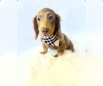Small #9 Dachshund