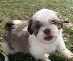 Puppy Wally Shih Tzu