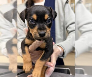Chihuahua-Unknown Mix Dogs for adoption in Riverside, CA, USA
