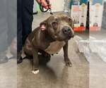 Small #3 American Pit Bull Terrier Mix