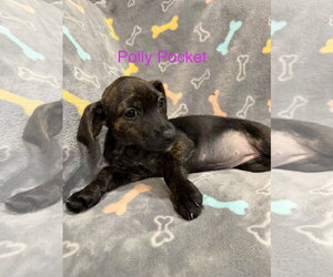 Chiweenie Dogs for adoption in Jackson Township, NJ, USA