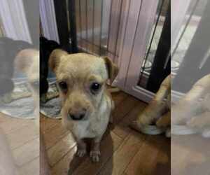 Chihuahua Dogs for adoption in Holly Springs, NC, USA