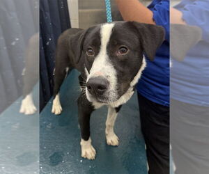 Border Collie Dogs for adoption in Mobile, AL, USA