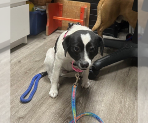 Mutt Dogs for adoption in Stanhope, NJ, USA