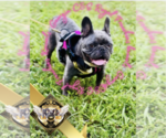 Small Photo #1 French Bulldog Puppy For Sale in ATHENS, GA, USA