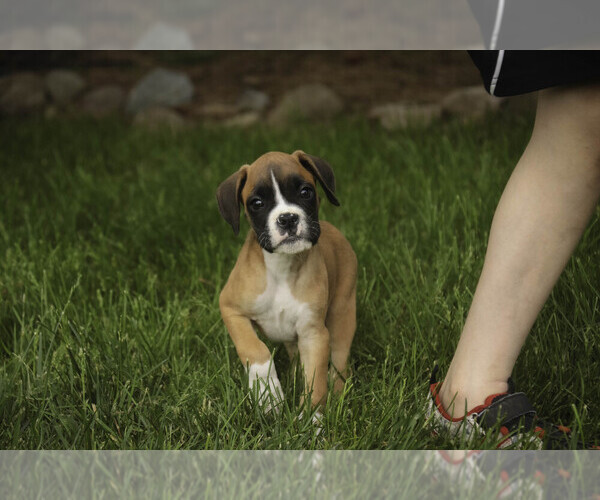 Medium Photo #8 Boxer Puppy For Sale in SHIPSHEWANA, IN, USA