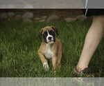 Small #7 Boxer