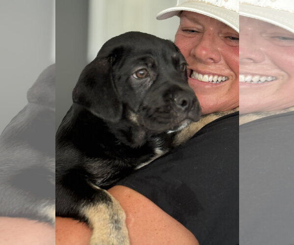 Medium Photo #2 Labrador Retriever-Unknown Mix Puppy For Sale in San Diego, CA, USA