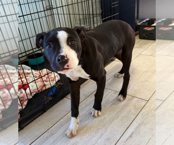 Medium Photo #3 American Pit Bull Terrier-Unknown Mix Puppy For Sale in Rockaway, NJ, USA
