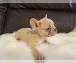 Small Photo #22 French Bulldog Puppy For Sale in BALDWIN PARK, CA, USA