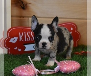French Bulldog Puppy for sale in MARSHFIELD, MO, USA