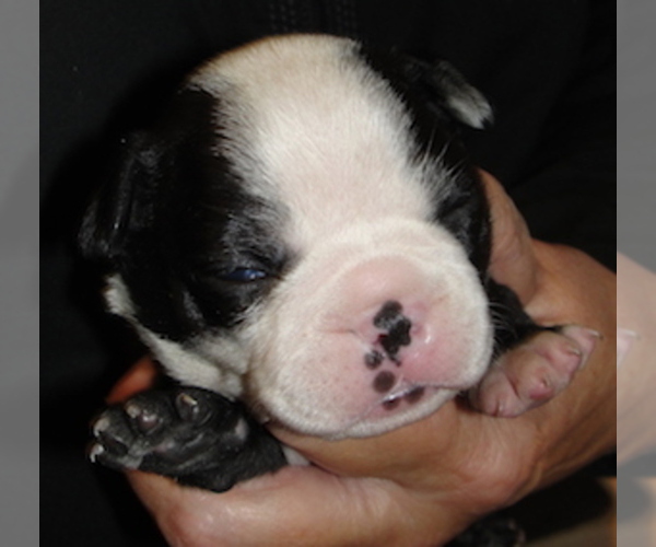 Medium Photo #1 Boston Terrier Puppy For Sale in CHARBONNEAU, OR, USA