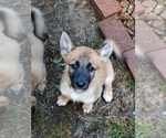 Small Photo #6 Belgian Malinois-Siberian Husky Mix Puppy For Sale in KANSAS CITY, MO, USA