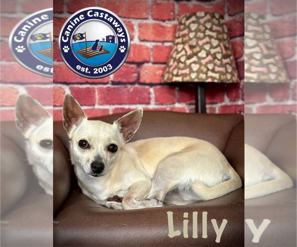 Medium Photo #1 Chihuahua-Unknown Mix Puppy For Sale in Arcadia, FL, USA