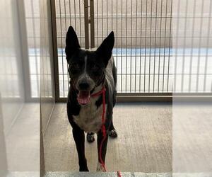 Medium German Shepherd Dog Mix