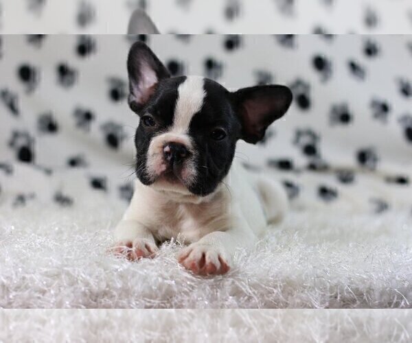 Medium Photo #4 French Bulldog Puppy For Sale in GLENVILLE, CT, USA