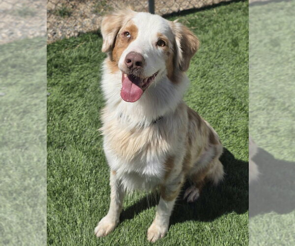Medium Photo #9 Australian Shepherd Puppy For Sale in Lakewood, CO, USA