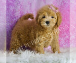 Small Photo #47 Maltipoo (Toy) Puppy For Sale in WARSAW, IN, USA