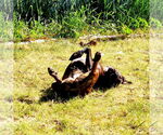 Small #4 Plott Hound