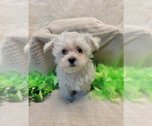 Maltese-Morkie Mix Puppy for sale in TALALA, OK, USA