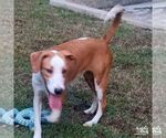 Small Labrador Retriever-Retriever Mix