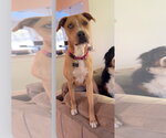 Small #4 Labrador Retriever Mix