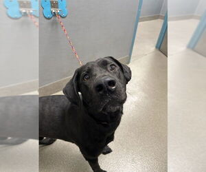 Labrador Retriever-Unknown Mix Dogs for adoption in Las Vegas, NV, USA