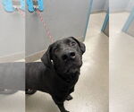 Small Labrador Retriever Mix