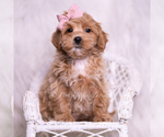 Puppy Sweets F1 Maltipoo (Toy)
