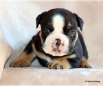 Small #14 Bulldog