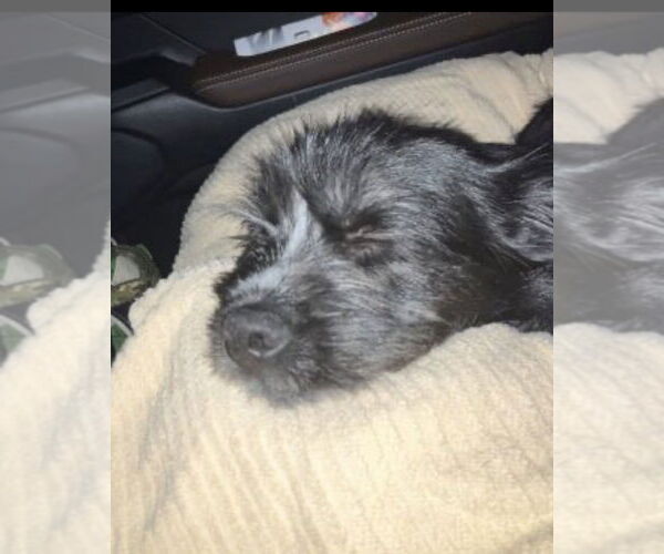 Medium Photo #4 Mutt Puppy For Sale in Mt. Laurel, NJ, USA