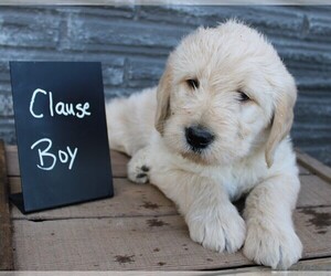 Labradoodle Puppy for sale in ALBANY, OR, USA