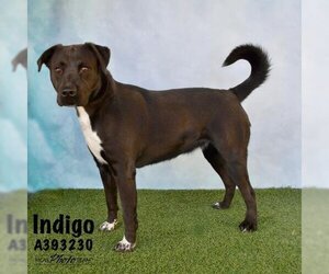 Labrador Retriever-Unknown Mix Dogs for adoption in Conroe, TX, USA
