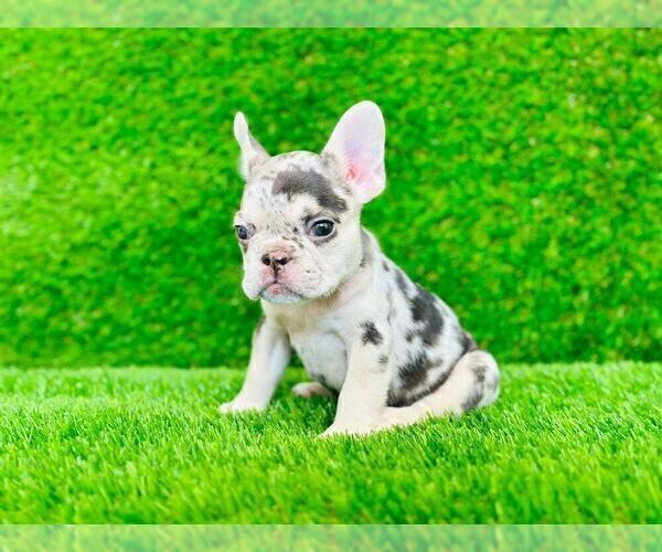 Medium Photo #1 French Bulldog Puppy For Sale in CYPRESS, TX, USA
