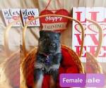 Small Photo #3 German Shepherd Dog Puppy For Sale in COWGILL, MO, USA