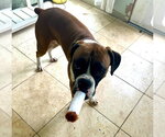 Small #3 Boxer