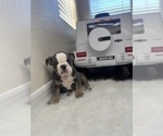 Small Photo #1 Bulldog Puppy For Sale in LOS ANGELES, CA, USA