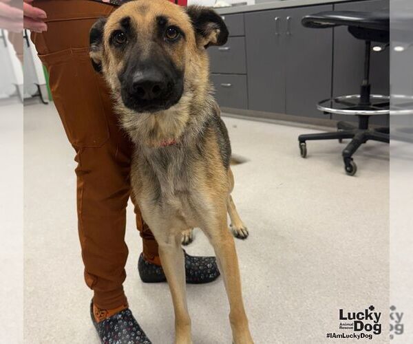 Medium Photo #1 German Shepherd Dog-Unknown Mix Puppy For Sale in Washington, DC, USA